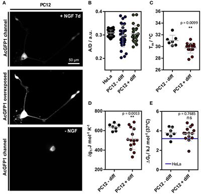 Protein Folding Modulation in Cells Subject to Differentiation and Stress